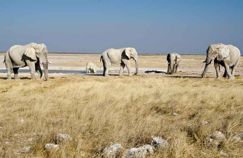 61 - Namibia - elefantes en el barro - parque nacional de Etosha